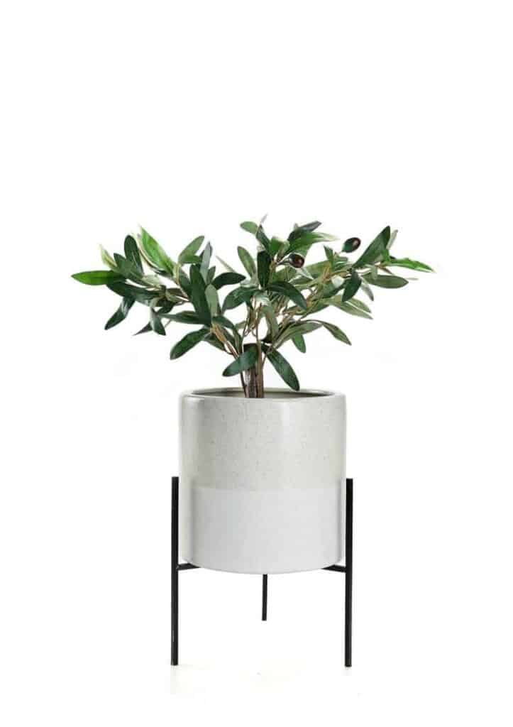 Plant Stand Last Ingredient